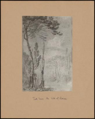 Tall Trees: The Vale Of Baize