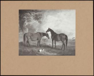 Brood Mares Grazing In An Open Wooded Landscape