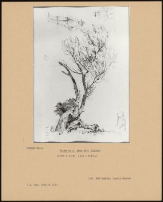 Study Of A Tree With Figures