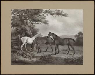 Three Horses In A Field