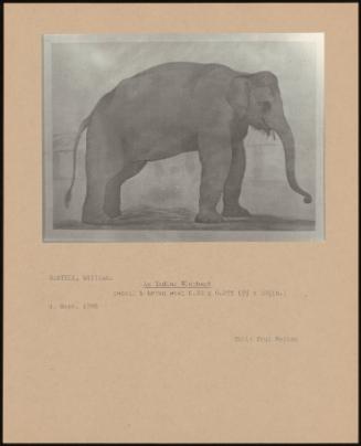 An Indian Elephant