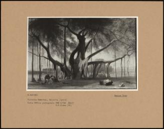 Banyan Tree