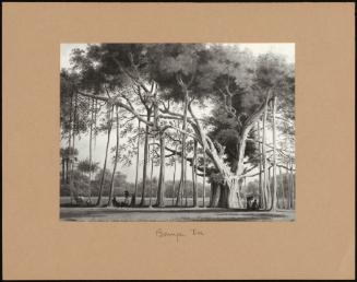 Banyan Tree