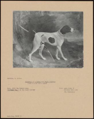 Portrait Of A Liver And White Pointer