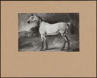 Portrait Of A Grey Horse