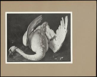 Study Of A Dead Swan