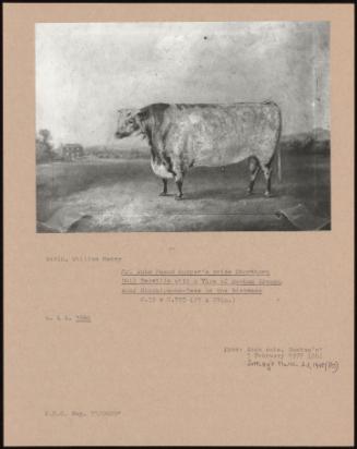 Mr. John Mason HOppér's Prize Shorthorn Bull Belville With A View Of Newham Grange, Near Stockton-On-Tees In The Distance