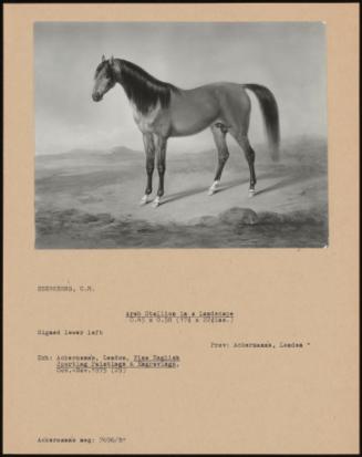 Arab Stallion In A Landscape