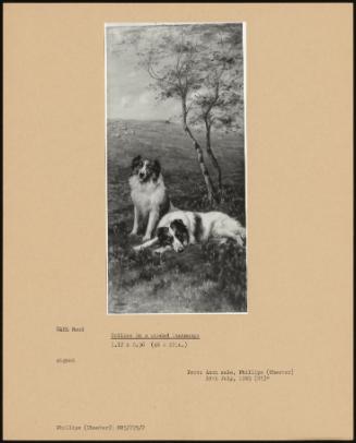 Collies In A Wooded Landscape