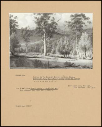 Local People In The Eucalypt Forest On Mills Plains, Patterdale Farm, The Artist's Home, Before Ben Lomond