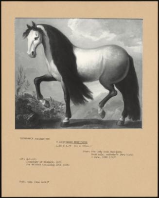 A Long - Maned Grey Horse
