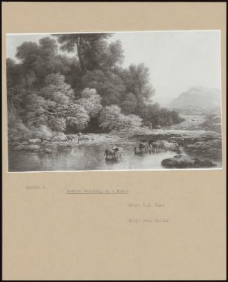 Cattle Standing In A River