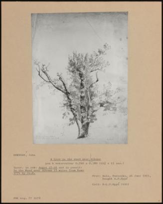 A Tree In The Wood Near Albano