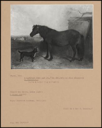 A Highland Pony And Dog, The Property Of Miss Elizabeth J. Melville