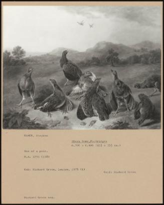 Black Game, Partridges