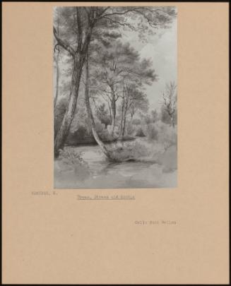 Trees, Stream And Cattle