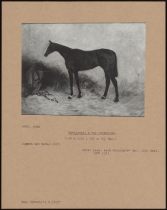 Rathcarne, A Bay Racehorse