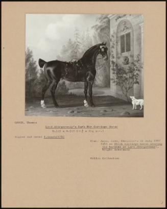 Lord Abergavenny Dark Bay Carriage Horse