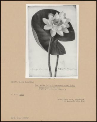 The White Lily - Nymphaea Alba, I.B.