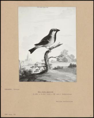 The Cock Sparrow