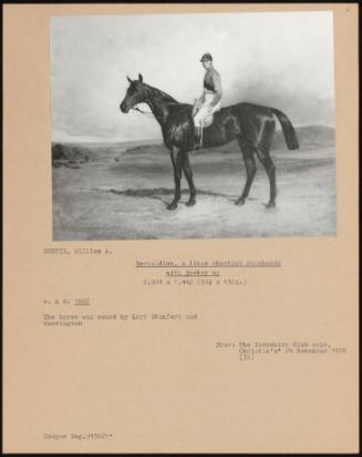 Barcaldine, A Liver Chestnut Racehorse With Jockey Up