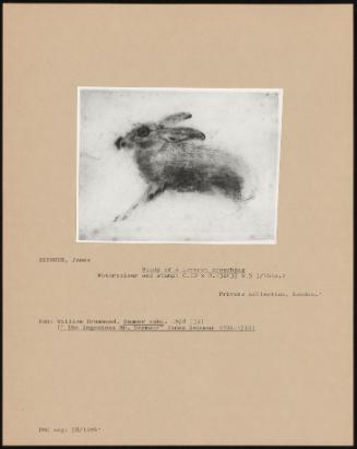 Study of a Leveret Crouching