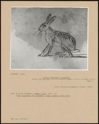 A Hare, Startled, Crouching