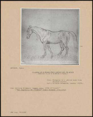 A Study of a Broodmare Turned Out to Grass