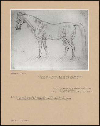 A Study of a Broodmare Turned Out to Grass