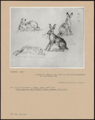 A Sheet of Studies of a Hare in Different Positions