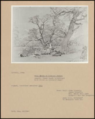 Tree Study At Windsor Forest