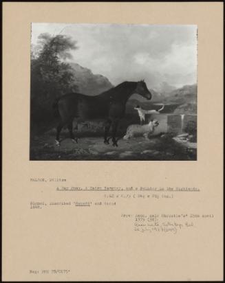 A Bay Pony, A Cairn Terrier, And A Pointer In The Highlands.