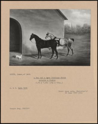 A Bay And A Grey Carriage Horse Outside A Stable