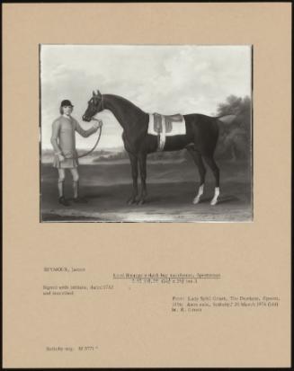 Lord Strange's Dark Bay Racehorse, Sportsman