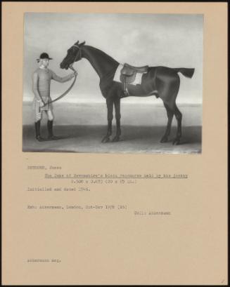 The Duke Of Devonshire's Black Racehorse Held By His Jockey