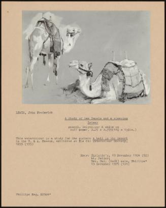 A Study Of Two Camels And A Sleeping Driver