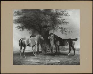 (3 Horses At Base Of Beech Tree)