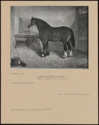 Clydesdale Horse: 'pollok'