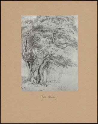 Tree Study