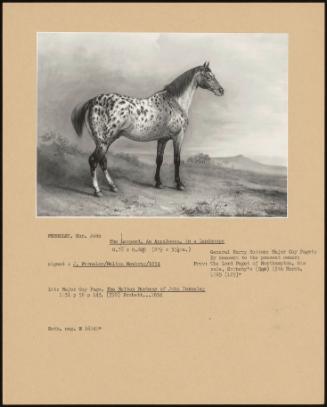 The Leopard, An Appaloosa, In A Landscape