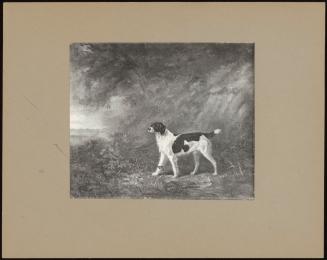 A Black And White Pointer Setting A Hare Near A Wooded Bank