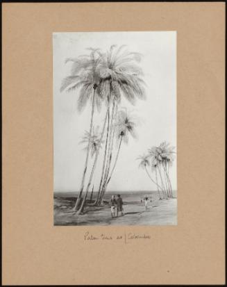 Palm Trees On The Beach At Columbo Ceylon