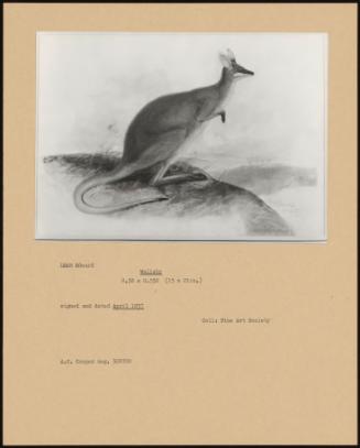 Wallaby