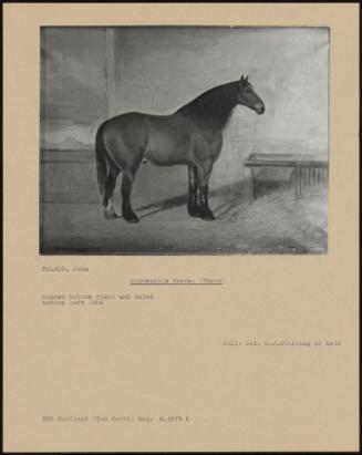 Clydesdale Horse: 'baron'