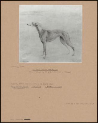 An Earl Talbot Greyhound