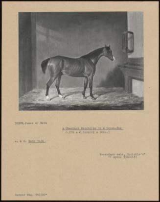 A Chestnut Racehorse In A Loose- Box