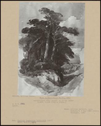 Firs On Hampstead Heath, 1842