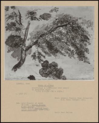 Study Of A Tree