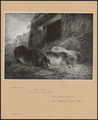 Pigs In A Stye
