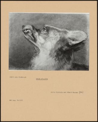 Study Of A Fox